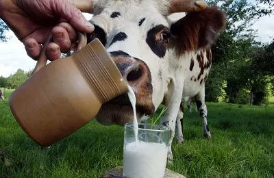 Olajretek, mint zöldtrágya, mint a műtrágya, amikor a vetés