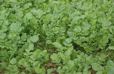 Olajretek, mint zöldtrágya, mint a műtrágya, amikor a vetés