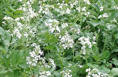 Olajretek, mint zöldtrágya, mint a műtrágya, amikor a vetés