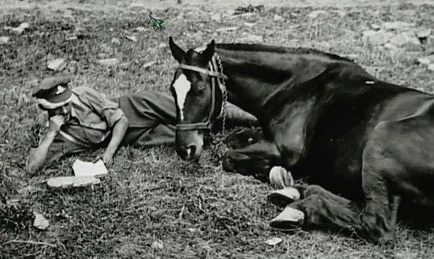 Истинската история на коня по време на войната в снимки - конете, коняри,