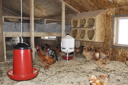 Кокошки за разплод на кокошки носачки в домашно видео околната среда