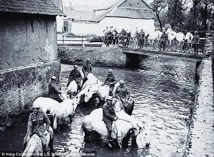 Истинската история на коня по време на войната в снимки - конете, коняри,