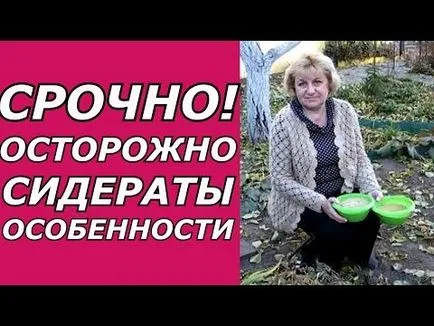 Масло репички като зелена оборски тор за наторяване, когато сеитбата