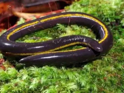 Ichthyophiidae - creaturi ciudate, cum ar fi pește și șerpi
