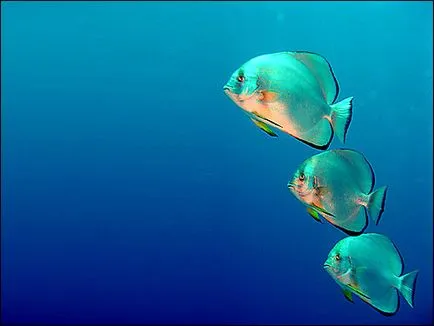 acvariu de pește acoperit cu mici pete albe