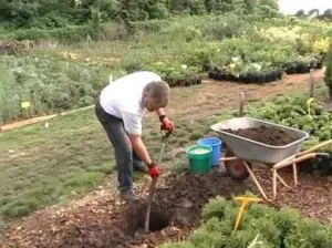 Rudbeckia plantare perene și de îngrijire a Rudbeckia tot mai mare de soiuri de semințe, Rudbeckia fotografie