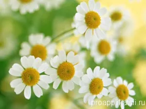 Daisies de hârtie colorată