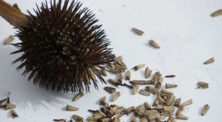 Rudbeckia évelő ültetési és gondozási Rudbeckia növekvő magról fajták, Rudbeckia fotó