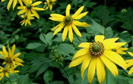 Rudbeckia трайни насаждения и грижи Rudbeckia расте от сортови семена, Rudbeckia снимка