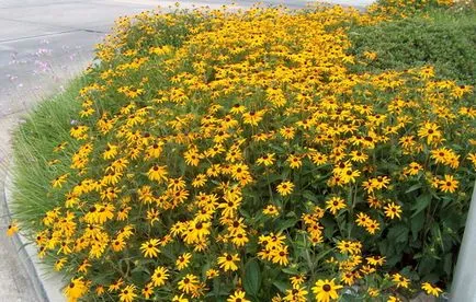 Rudbeckia (Снимка), оставяйки и кацане, как да изберете материал за засаждане