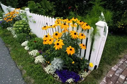 Rudbeckia plantare perene și de îngrijire a Rudbeckia tot mai mare de soiuri de semințe, Rudbeckia fotografie