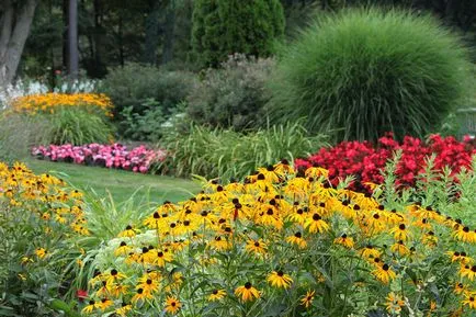 Rudbeckia perenă - plantare și îngrijire în câmp deschis