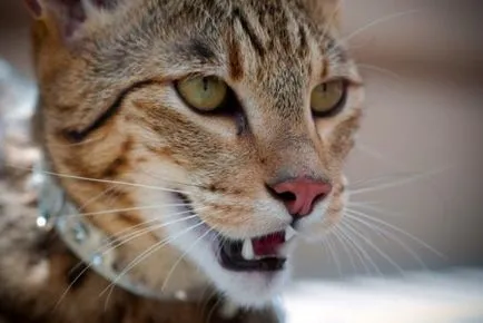Cea mai scumpa pisica din -ashera mondială, fotoblog- vii)