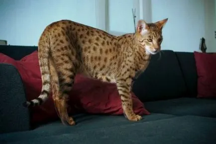 A legdrágább macska a világon -ashera, élő fotoblog-)
