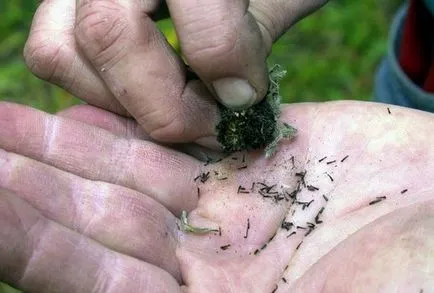 Rudbeckia (Kép) elhagyása és leszállás, hogyan kell kiválasztani az anyagot az ültetés