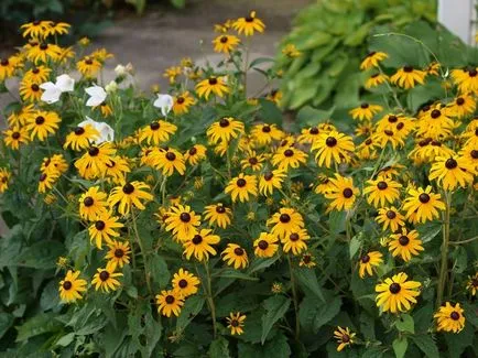 Многогодишно Rudbeckia - засаждане и грижи в открито поле