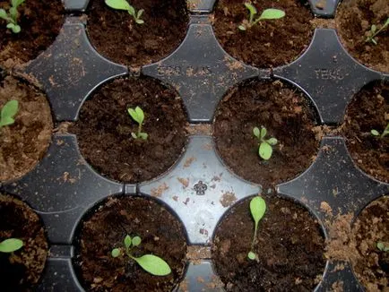 Rudbeckia (Kép) elhagyása és leszállás, hogyan kell kiválasztani az anyagot az ültetés