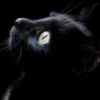 Sbor-nik - szedés lány, fekete macska