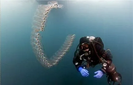 Най-необичайни морски същества, интересни факти
