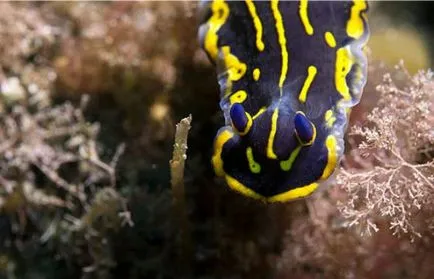 Cele mai neobișnuite creaturi marine, fapte interesante
