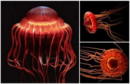 Cele mai neobișnuite creaturi marine, fapte interesante