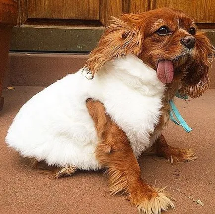 Cele mai elegante câini din Instagram