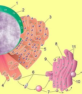 Dur reticulului endoplasmatic - un