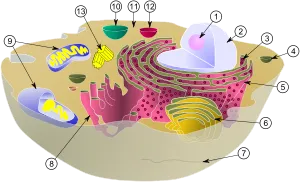 A durva endoplazmatikus retikulum - egy