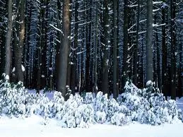 Poveștile pădurii de iarnă și de vară - face la domiciliu în România