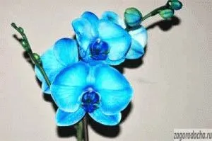 Albastru Orchid, cultivarea Phalaenopsis albastru și îngrijire