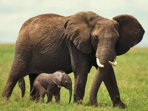 Колко слонове живеят в природата