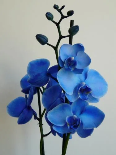 Blue Orchid díszítse minden ablakpárkányon