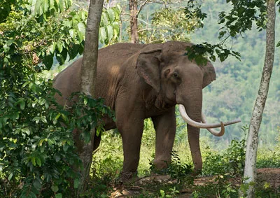 Слон, се разхожда из джунглата