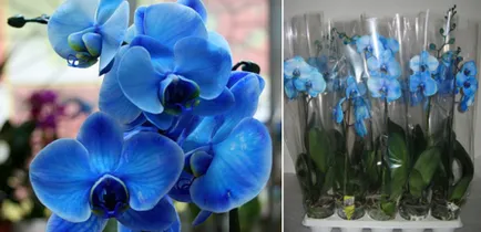 Blue Orchid díszítse minden ablakpárkányon