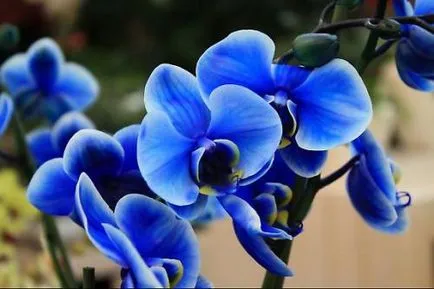 Blue Orchid díszítse minden ablakpárkányon