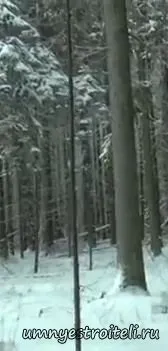 Як вибрати зруб