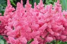 Як виростити кедр з горішка будинку в квартирі або на дачі