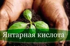 Як виростити кедр з горішка будинку в квартирі або на дачі