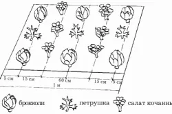 Як виростити петрушку (відео)