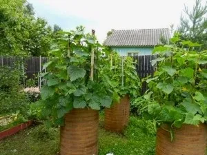 Як виростити огірки в бочці на дачі способи, поради, технологія (вирощування огірків бочці) Як виростити огірки в бочці на дачі способи, поради, технологія
