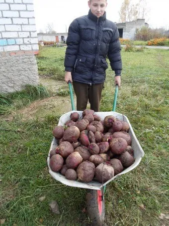 Як виростити соковиту, солодку і велику буряк (солодку) Як виростити соковиту, солодку і велику буряк