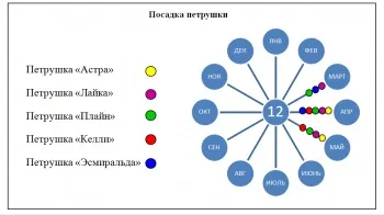 Як виростити петрушку в домашніх умовах способи, на підвіконні (домашніх) Як виростити петрушку в домашніх умовах способи, на підвіконні