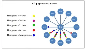 Як виростити петрушку в домашніх умовах способи, на підвіконні (домашніх) Як виростити петрушку в домашніх умовах способи, на підвіконні