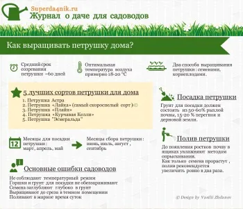 Як виростити петрушку в домашніх умовах способи, на підвіконні (домашніх) Як виростити петрушку в домашніх умовах способи, на підвіконні