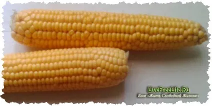 Як вибрати смачну кукурудзу мої рекомендації по вибору якісних качанів різних сортів! (Смачну) Як вибрати смачну кукурудзу мої рекомендації по вибору якісних качанів різних сортів!