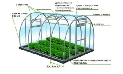 Як виростити петрушку (відео)