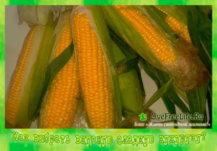 Як вибрати смачну кукурудзу мої рекомендації по вибору якісних качанів різних сортів! (Вибрати) Як вибрати смачну кукурудзу мої рекомендації по вибору якісних качанів різних сортів!