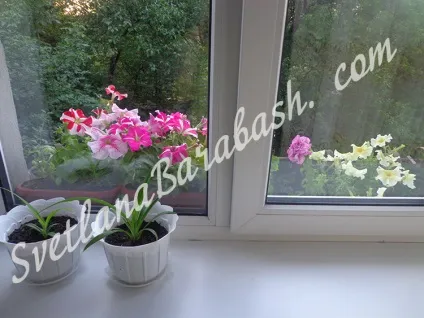 Як виростити петунію з насіння в домашніх умовах, блог Світлани Барабаш (блог) Як виростити петунію з насіння в домашніх умовах, блог Світлани Барабаш