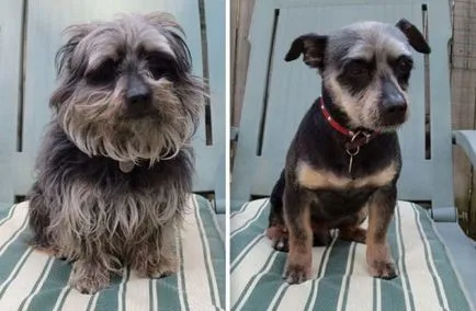 Kutyák előtt és után nyíró (23 fotó)