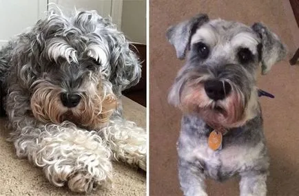 Câini înainte și după forfecare (23 poze)